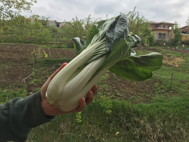 Bok Choy