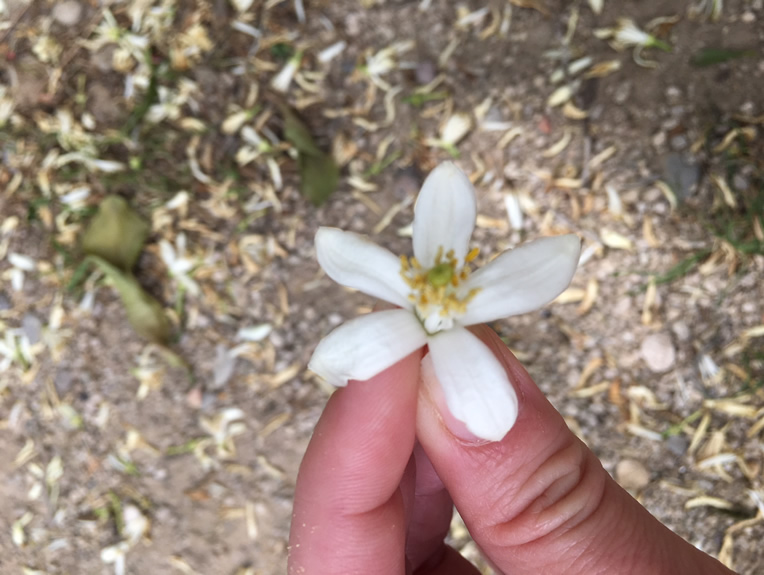 Cea mai placuta aroma din lume